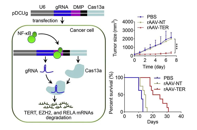 利用NF-κB控制CRISPR-Cas13a系統(tǒng)的表達(dá)，腫瘤特異性降解致癌基因圖