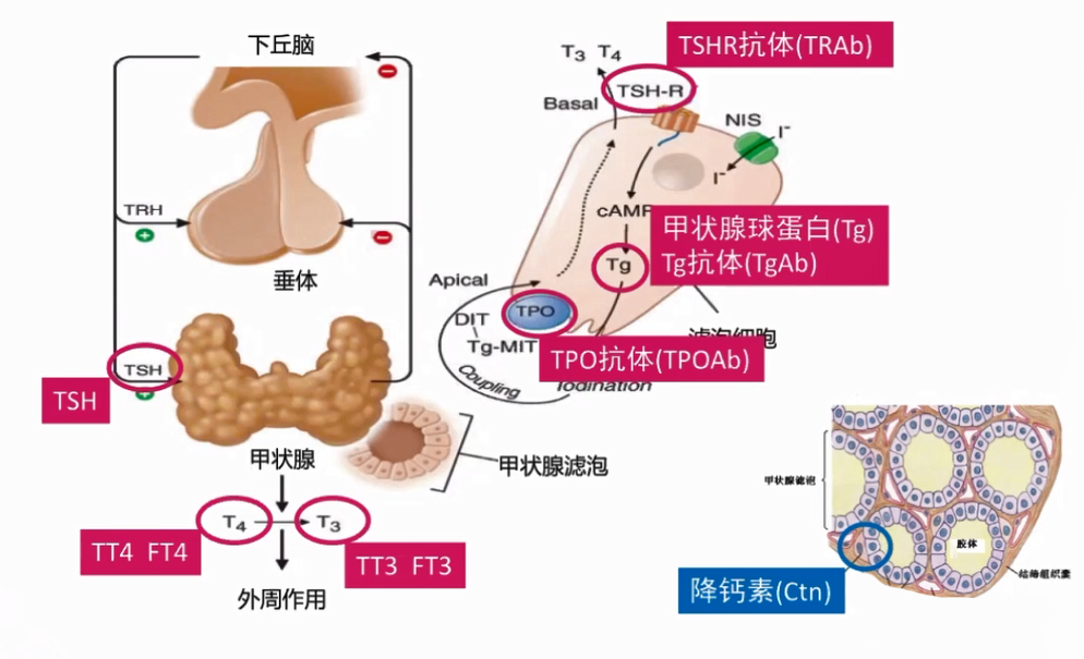 T3、T4的合成與分泌